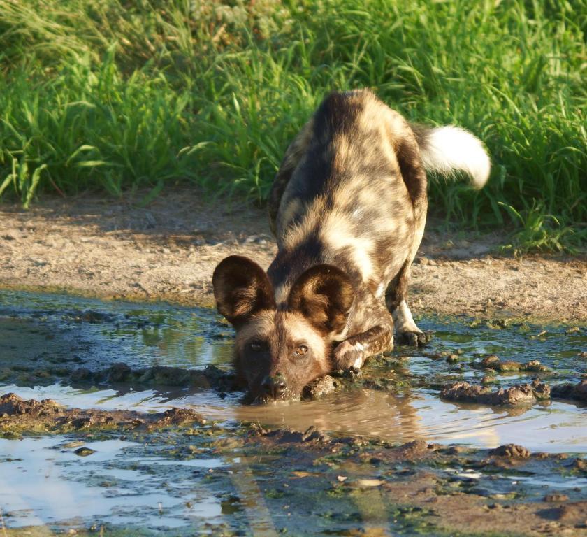 מרלות' פארק Crocodile Kruger Safari Lodge מראה חיצוני תמונה